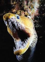 The Fangtooth Moray Eel Is Distinctive For Its Bright Yellow Colouring And Elongated Jaw Filled With Lon Scary Animals Deep Sea Creatures Underwater Creatures