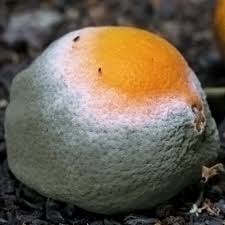 Finding mold or mildew on seedlings, the soil, trays, or starter pots is scary! Penicillium Digitatum Wikipedia