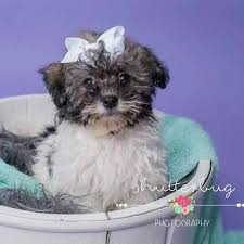 All our available puppies email: Havanese Puppies 4 U Home Facebook