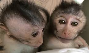 Created by 5 teens in la, monkey embraces making friends over social media and created a space to do just that. New Mutant Monkeys Model The Inheritance Of Autism Pbs Newshour
