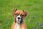 Best family dogs Australia: The 10 best dog breeds for kids.
