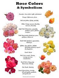 Rose Color Meanings Rose Color Meanings Flower Meanings Color Meanings