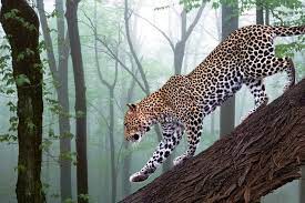 Free Desktop Wallpaper Free Desktop Wallpaper Hd Free Desktop Wallpaper 4k Free Wallpaper Pc Wallpaper Leopard Wallpaper Free Desktop Wallpaper Animals