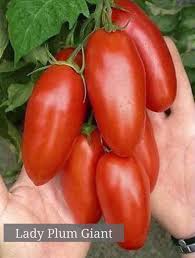 Benih tomat biromaru f1 isi : Tambahan Jenis Biji Benih Tomato Kebun Kecil Tepi Rumah Facebook