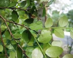 Image result for Diospyros natalensis