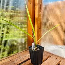 Image result for Wiesneria filifolia