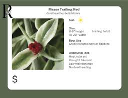 Image result for Mezoneuron welwitschianum