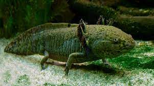 Sep 12, 2017 · メキシコサラマンダーは名前にある通り、生息地は中央アメリカにあるメキシコに生息しています。 ãƒ¡ã‚­ã‚·ã‚³ã‚µãƒ³ã‚·ãƒ§ã‚¦ã‚¦ã‚ª Wikipedia