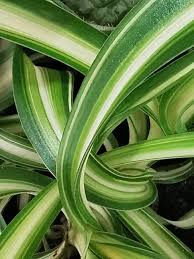 Image result for Biophytum crassipes