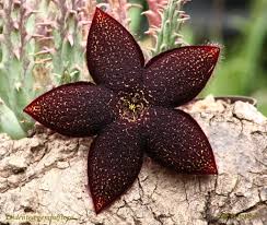 Image result for Tridentea