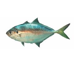 About one fourth of the marine fish landings are not identified. Horse Mackerel Description Of The Fish Health Benefits And Harms