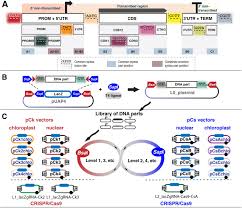 Synbiosri jim haseloff july 3, 2017 microbes. Systematic Tools For Reprogramming Plant Gene Expression In A Simple Model Marchantia Polymorpha Biorxiv