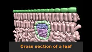 Dichotomous keys activity throughout leaf anatomy worksheet answers. Biochemistry Cross Section Of A Leaf Basic Pathwayz