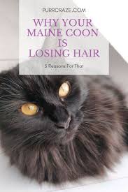 One of my daughter's inside cats was pulling out the fur from one of her front legs. 5 Reasons Why Your Maine Coon Is Losing Hair Purr Craze