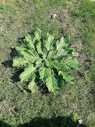 Image result for Teedia lucida