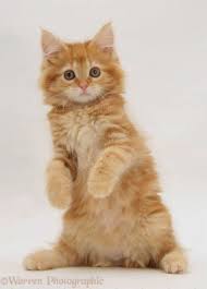 Gambar kucing anggora dan harga nya gambar c. Wallpaper Kucing Lucu ØµÙˆØ± Ù‚Ø·Ø· Ù…ÙƒØªÙˆØ¨ Ø¹Ù„ÙŠÙ‡Ø§ 800x600 Wallpaper Teahub Io