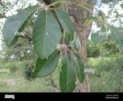 Image result for Schinziophyton rautanenii