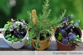 Tomatenpflanzen und erdbeeren können nebeneinander gedeihen. Welche Krauter Passen Zusammen 7 Tipps Hausgarten Net