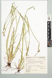 Image result for Sisyrinchium micranthum