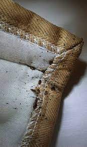 Providence, rhode island, united states about blog big blue bug solutions, ri, ma, ct, and me pest control experts, offers pest control solutions for ants, bed bugs, and other new. 15 Blue Sky Pest Control S Services Ideas Pest Control Services Pest Control Pests