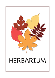 Herbarium herbarium vorlage lehrmittel deckblatt vorlage 0. Deckblatt Herbarium 4 Deckblatt Deckblatt Schule Herbarium Vorlage