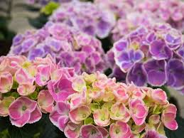 An alkaline soil will produce pink blooms in hydrangeas; How To Change Hydrangea Colors Tips For Gorgeous Flowers