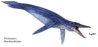 Image result for Brachythrix