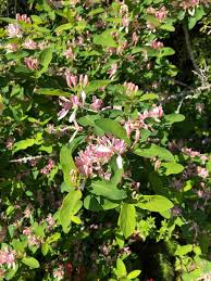 7 pinks and coordinating plants: 5 Shrub With Small Pink Flowers Pacific Northwest