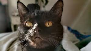 Is The Croydon Cat Killer Still At Large Eastlondonlines