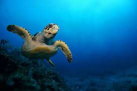 The hawksbill turtles resemble other marine turtles and have a narrow pointed beak resembling the bird hawk that gives them this name. Go Diving And Swimming With Hawksbill Sea Turtles