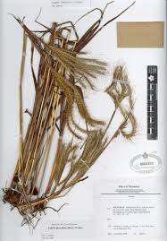 Image result for Eulalia polyneura