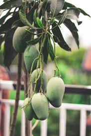 Grown specifically for their juicy content, these oranges will satisfy your craving for a succulent, juicy fruit. Types Of Mango In India 10 Best Mango Varieties In India