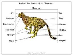 Printables Africa Label The Parts Of A Cheetah