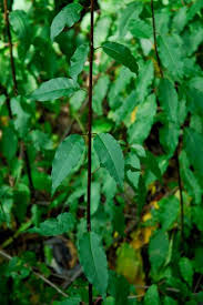 Image result for Rastrophyllum pinnatipartitum