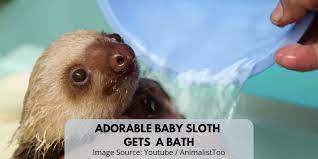 The only thing cuter than a baby sloth is a baby sloth taking a bath! Adorable Baby Sloth Gets A Bath In A Three Minute Video