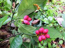 Image result for Gnetum