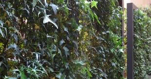 Diy Rankgitter Aus Einem Einfachen Metallrahmen Und Metalseile Hier Mit Efeu Als Rankpflanze Bepflanzt Auch Wein Ode Zaun Garten Rankende Pflanze Rankgitter