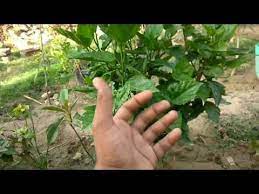 How To Care Hibiscus Plant In Summer Hibiscus Plant Problem And Solution Youtube Hibiscus Plant Plant Problems Hibiscus