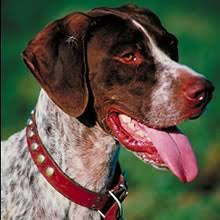These are obviously two different mixes of dogs that make for a unique hybrid. Puppyfind German Shorthaired Pointer Puppies For Sale