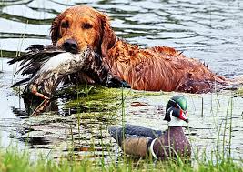 Dark Golden Retriever Natural History