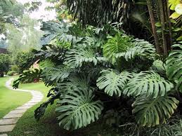 Costela De Adao Planta Toxica Pesquisa Google Plants Tropical Plants Tropical Garden Design