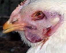 Gambar Avian influenza in chicken