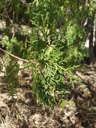 Image result for Platycladus orientalis