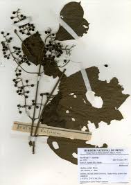 Image result for Rutidea