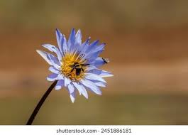 Image result for Aptosimum lugardiae