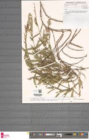 Image result for Viridivia suberosa