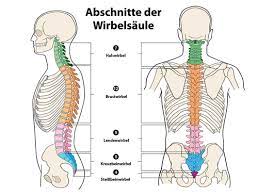 Wirbelsaule Anatomie Flashcards Quizlet