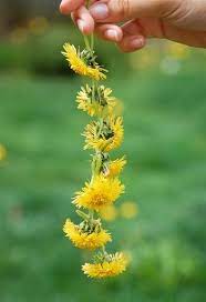 Pin On Gardening