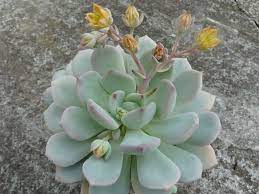 Check out our grim succulents selection for the very best in unique or custom, handmade pieces from our shops. Graptoveria A Grim One Kalanchoe Succulentopedia Succulents Cactiandsucculents Succulent Succ Kakteen Und Sukkulenten Sukkulenten Pflanzen Sukkulenten