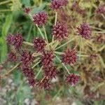 Image result for Oenanthe mildbraedii